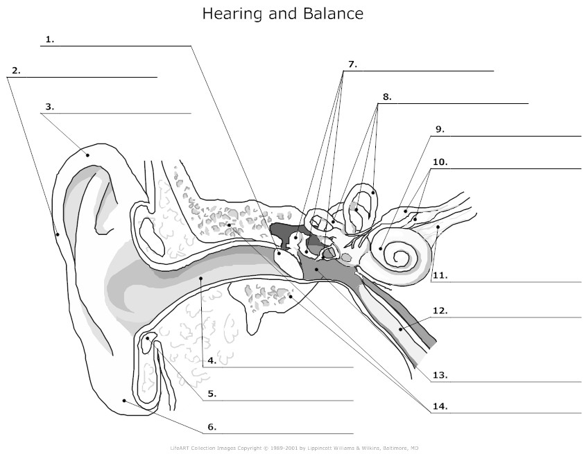 15 Ear Anatomy Worksheet Worksheeto