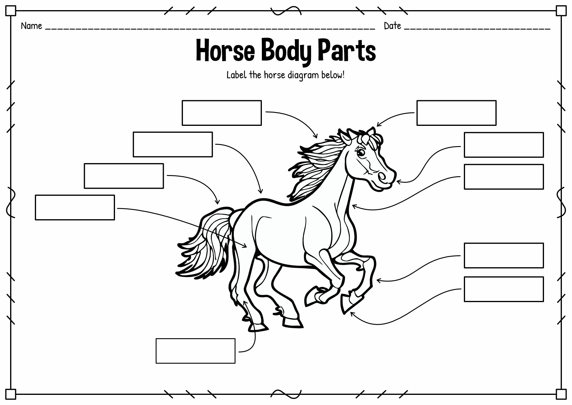 20 Worksheet Parts Of A Horse Pony Club - Free PDF at worksheeto.com