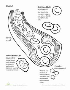 Human Blood Cell Anatomy Worksheet