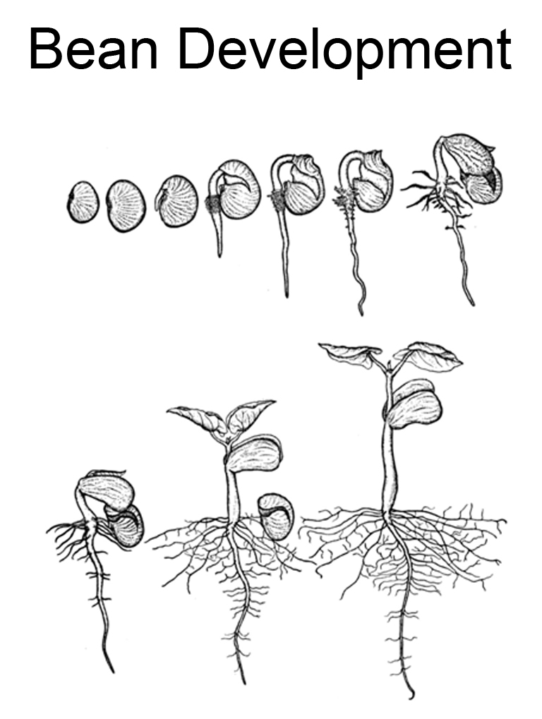 Lima Bean Plant Life Cycle