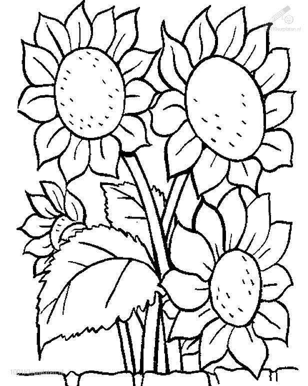 Plants and Flowers Coloring Pages