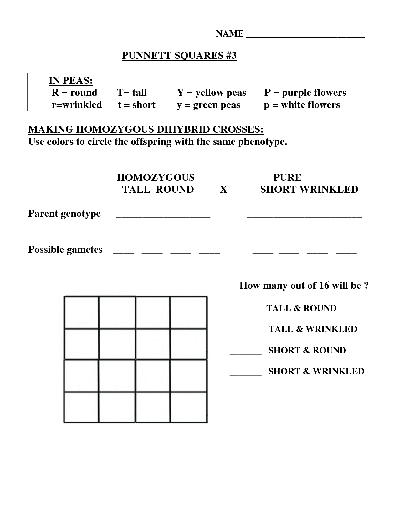 Dihybrid Cross Worksheet Answer Key