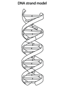 Worksheets DNA Coloring Page