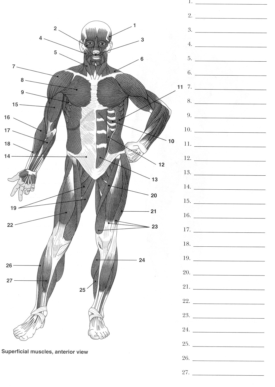 14 Posterior Muscle Man Worksheet Worksheeto