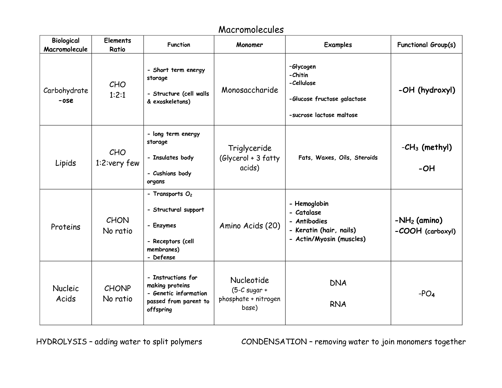 14 Biological Molecules Worksheet Answers Worksheeto