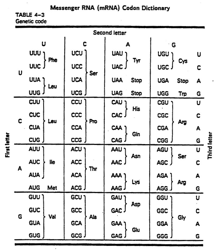 12 DNA Codons Worksheet Worksheeto