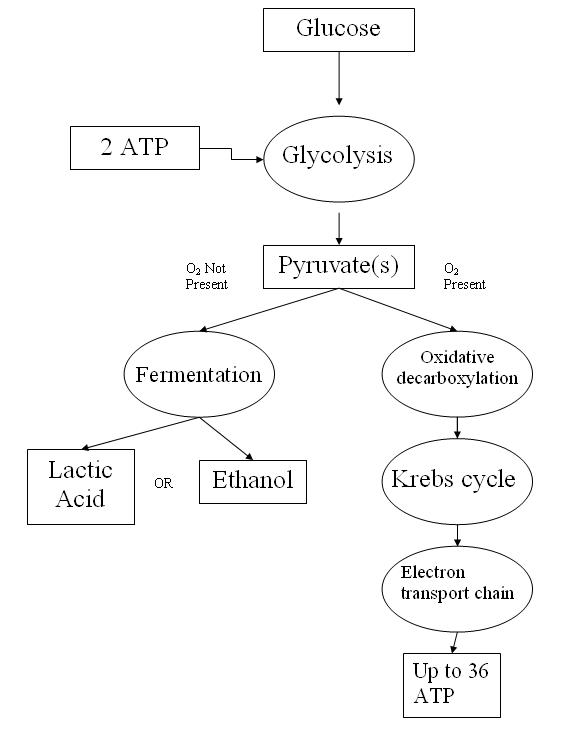 Cellular Respiration Flow Chart