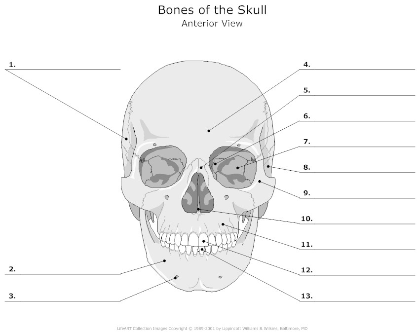 Skull Bones Unlabeled