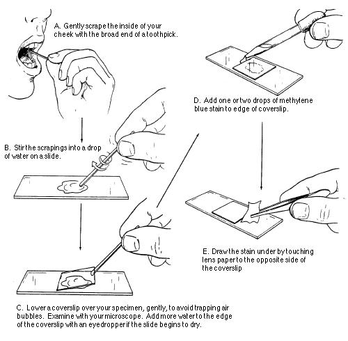 Cell Microscope Lab Worksheet