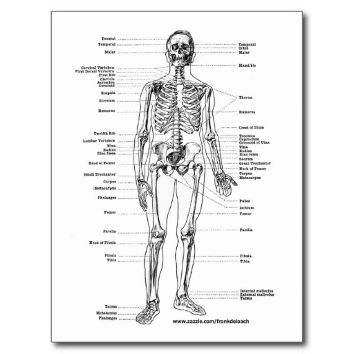 Human Anatomy Worksheets Printable