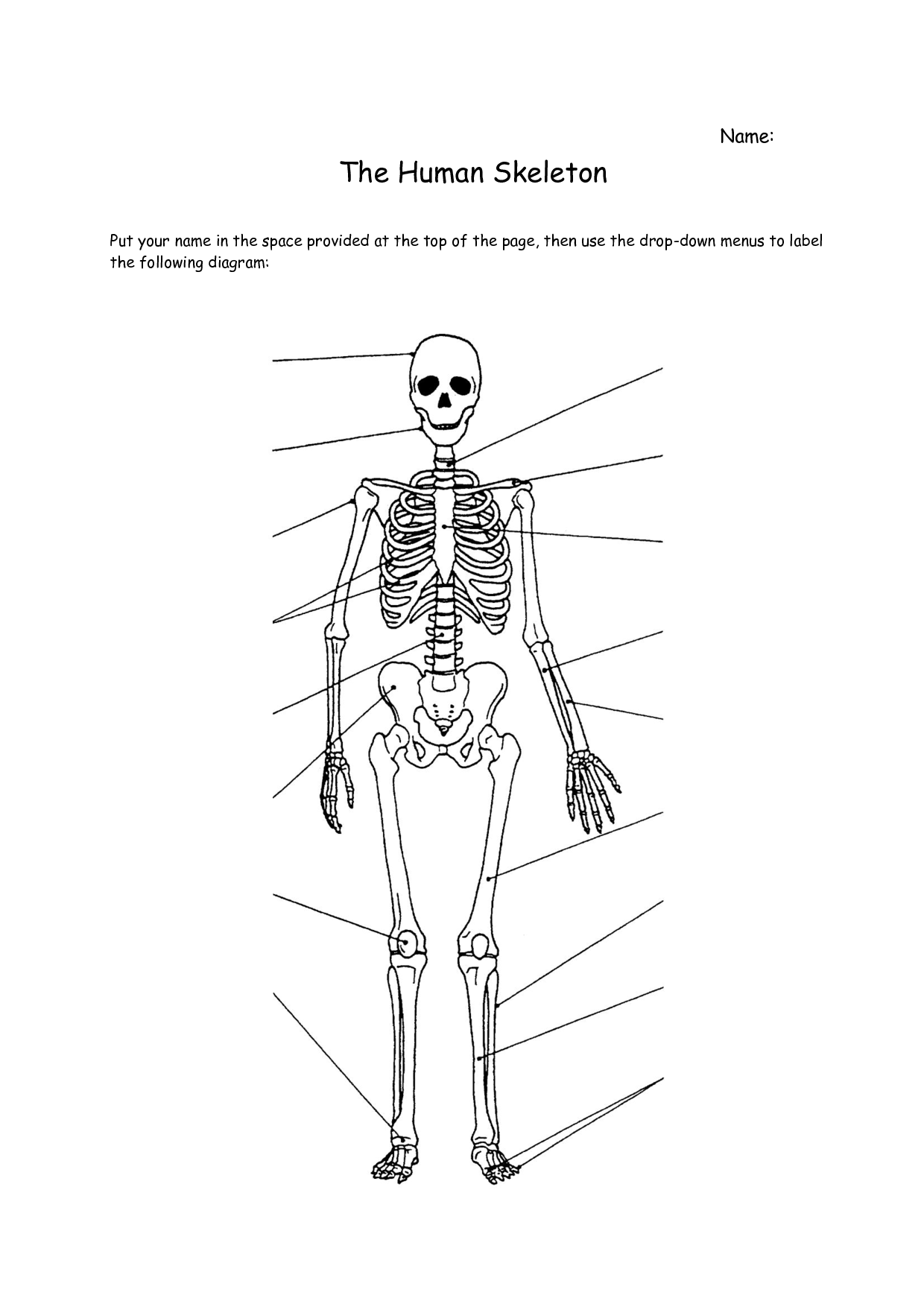 Human Skeleton Bones Worksheet