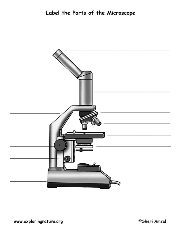 Label Microscope Parts Worksheet