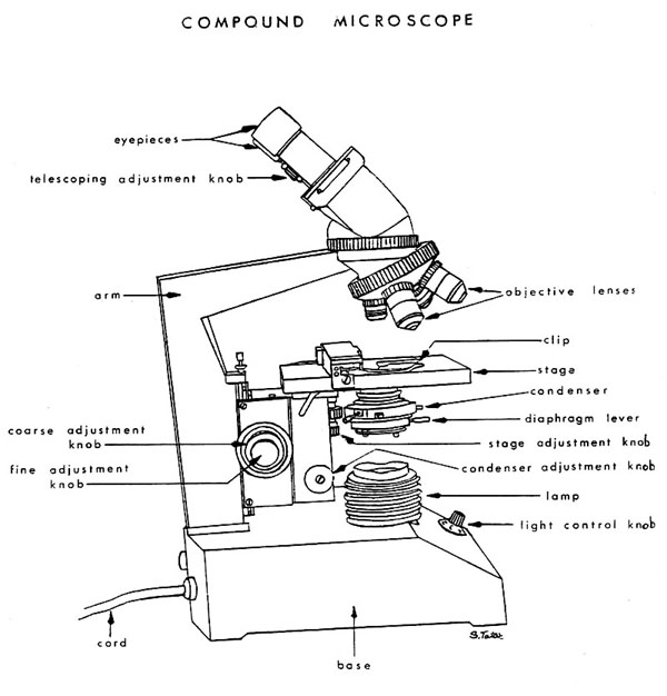 Microscope Parts Worksheet