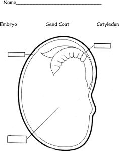 Parts of a Bean Seed Worksheet