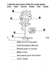 Printable Plant Parts Worksheet