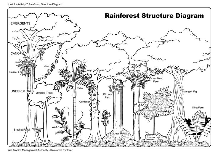 Rainforest Structure Diagram