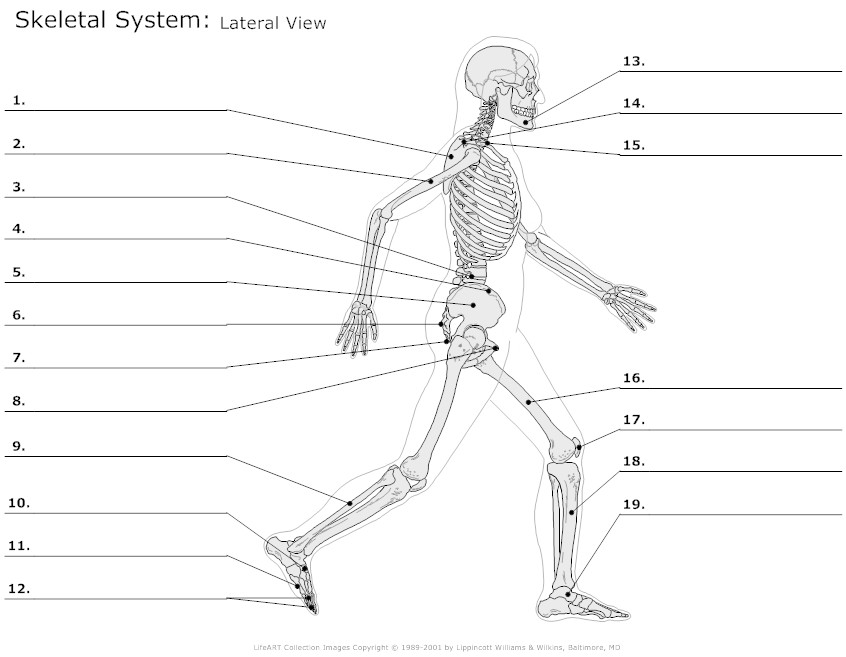 Skeletal System Diagram Worksheet