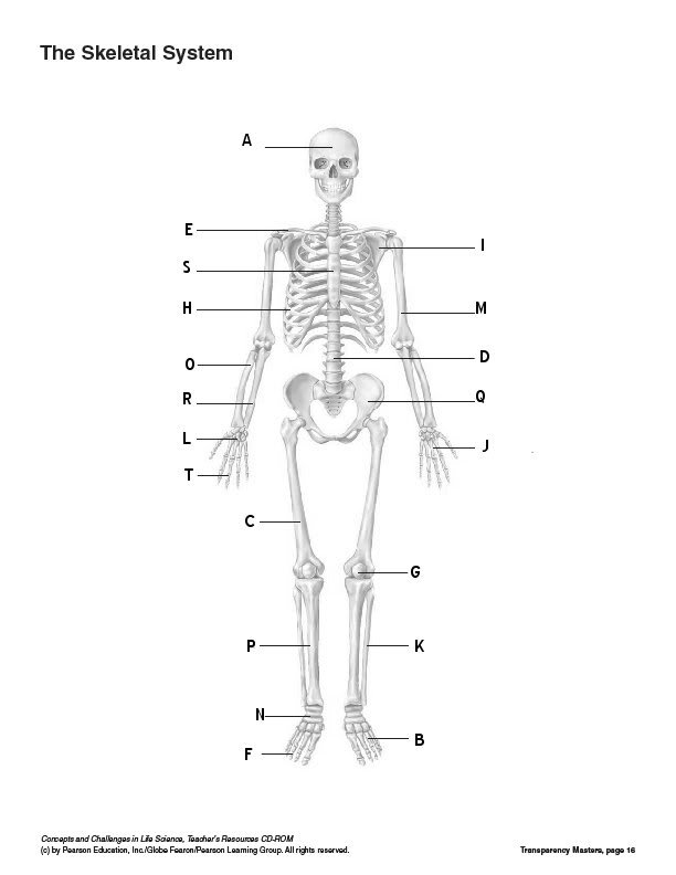 Skeletal System without Labels