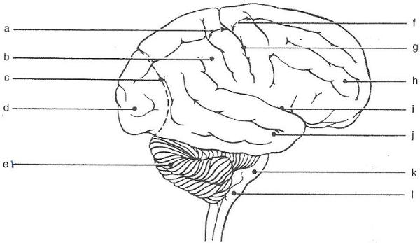 Right Lateral View Human Brain