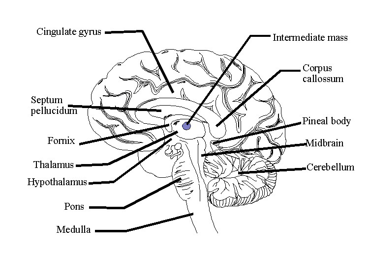 Sagittal Brain Diagram Labeled