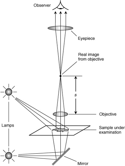 Compound Light Microscope Diagram Worksheet