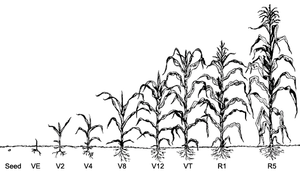 Corn Growth Stages Diagram