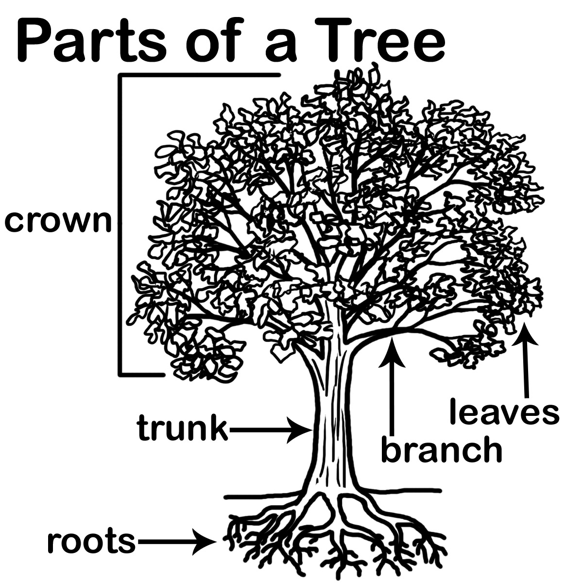 9 Label The Parts Of A Tree Worksheets Kindergarten Worksheeto