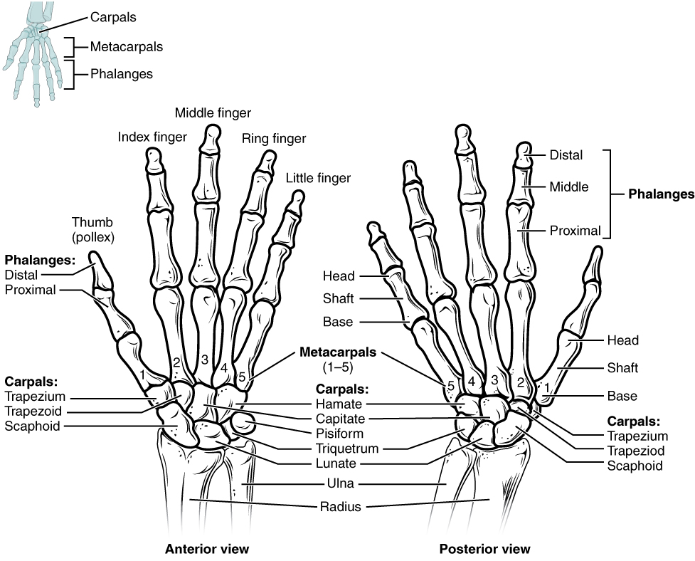 Right Hand Wrist Bones