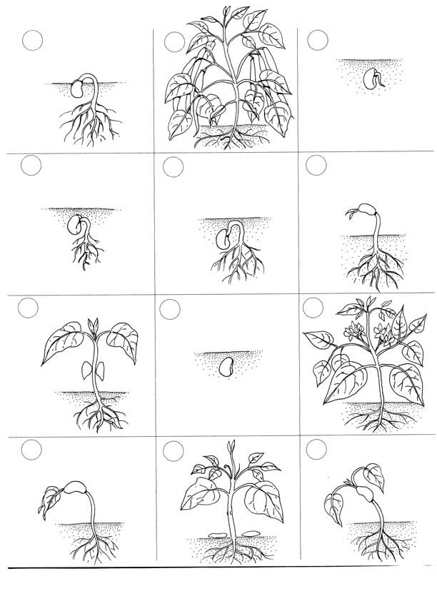 Plant Life Cycle Book