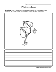 Plant Photosynthesis Worksheet