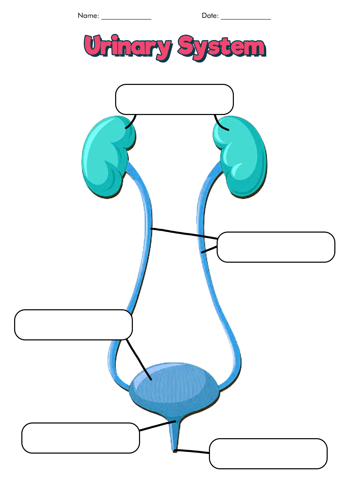 17 Urinary System Worksheets Worksheeto