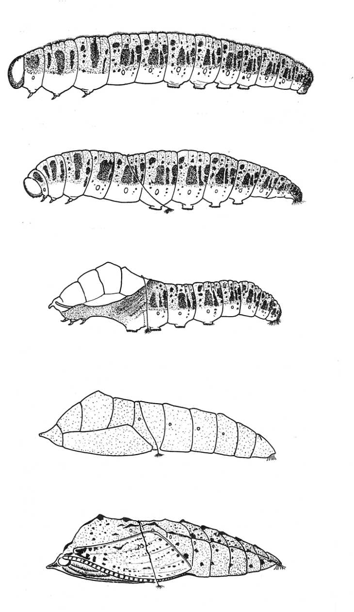 Butterfly Caterpillar Drawing