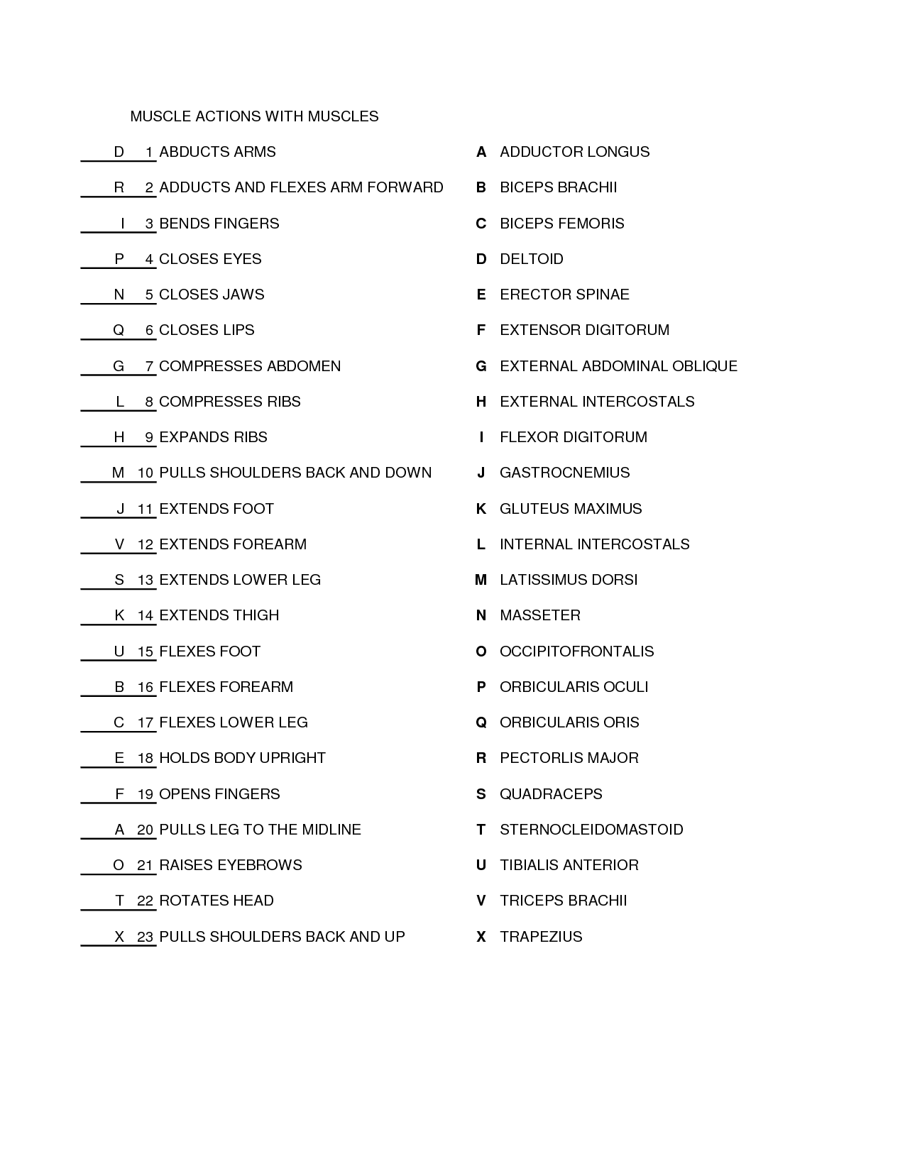 14 Printable Muscle Worksheet Worksheeto