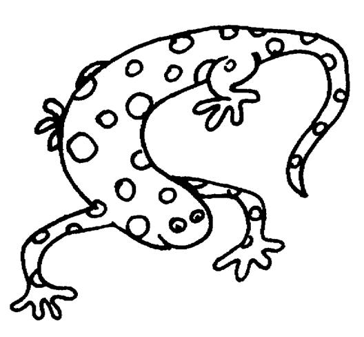 Newt Coloring Pages for Kids Printable