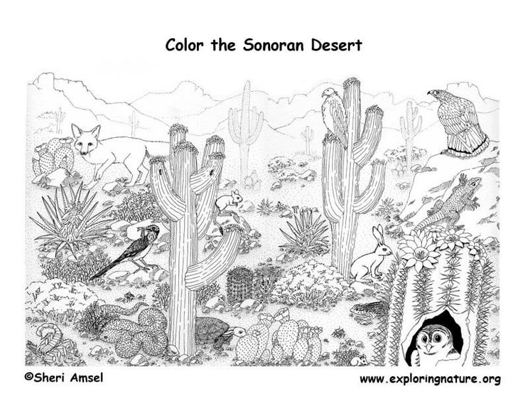 Desert Animals Coloring Pages