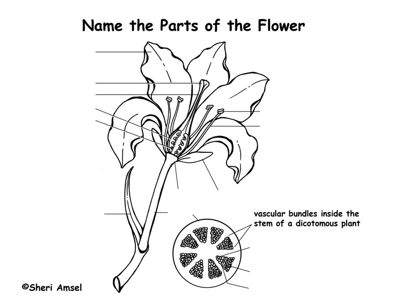 14 Printable Worksheet Parts Of A Flower