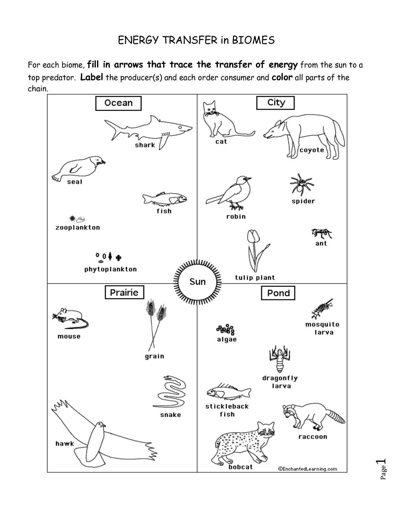 Food Web Energy Transfer Worksheet