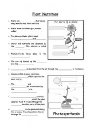 Middle School Nutrition Worksheets