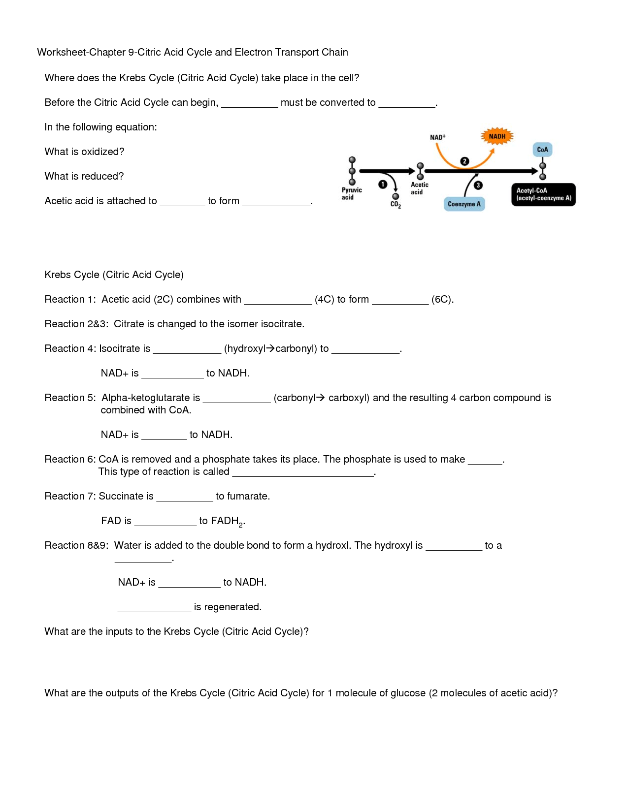 Blank Krebs Cycle Worksheets