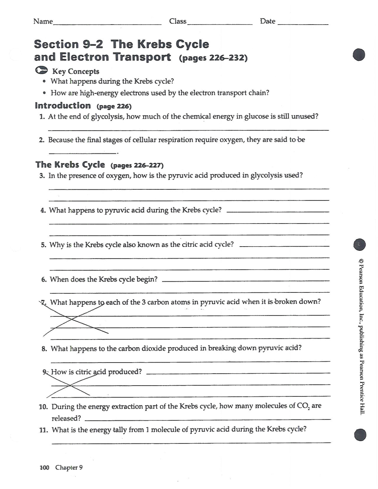 Cellular Respiration Review Worksheet Answers