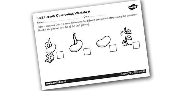 Bean Plant Life Cycle Worksheet