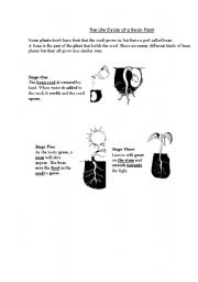 Bean Plant Life Cycle Worksheet