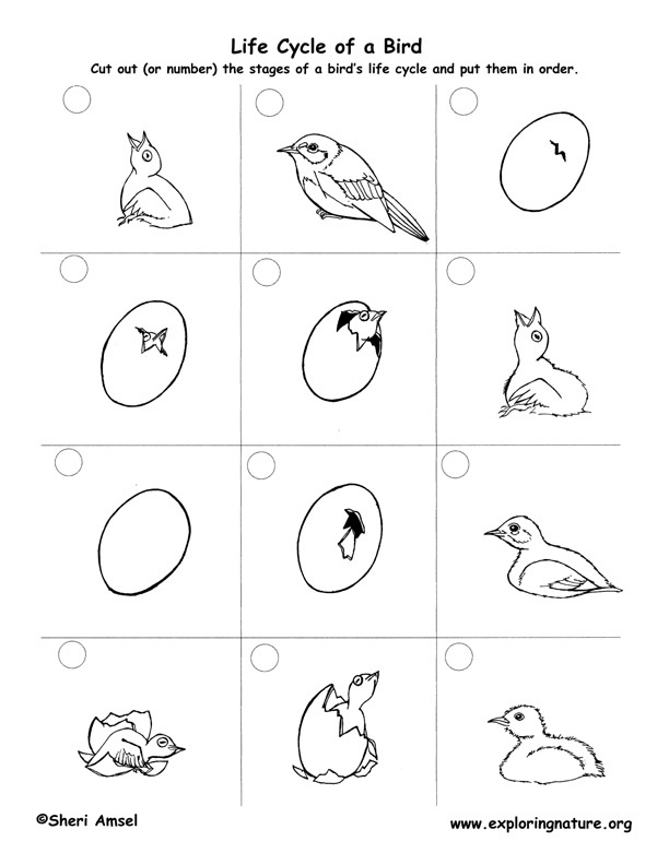 Bird Life Cycle Worksheet