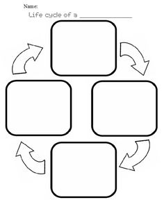 Life Cycle Worksheet