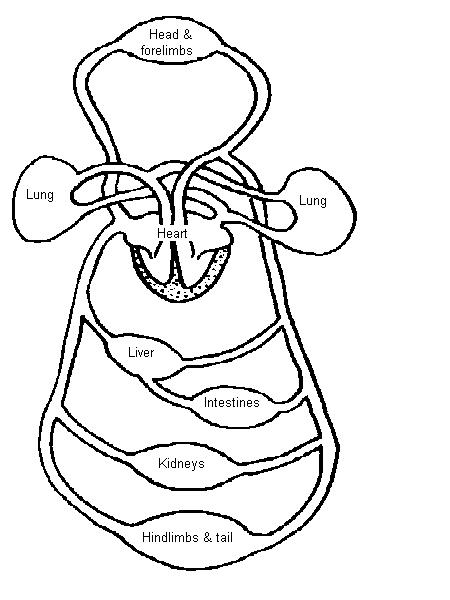 Blank Circulatory System Diagram Unlabeled