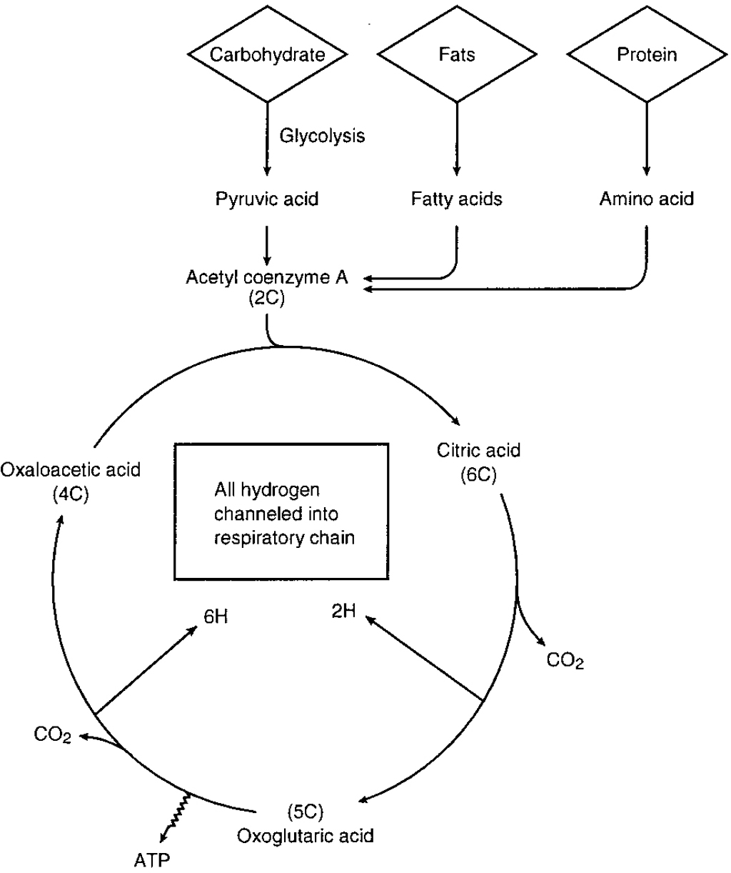 Blank Krebs Cycle Worksheets