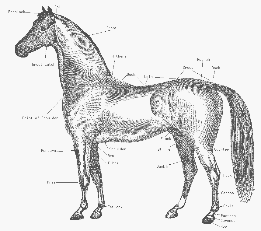 Horse Body Parts