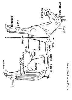 Horse Labeling Worksheet