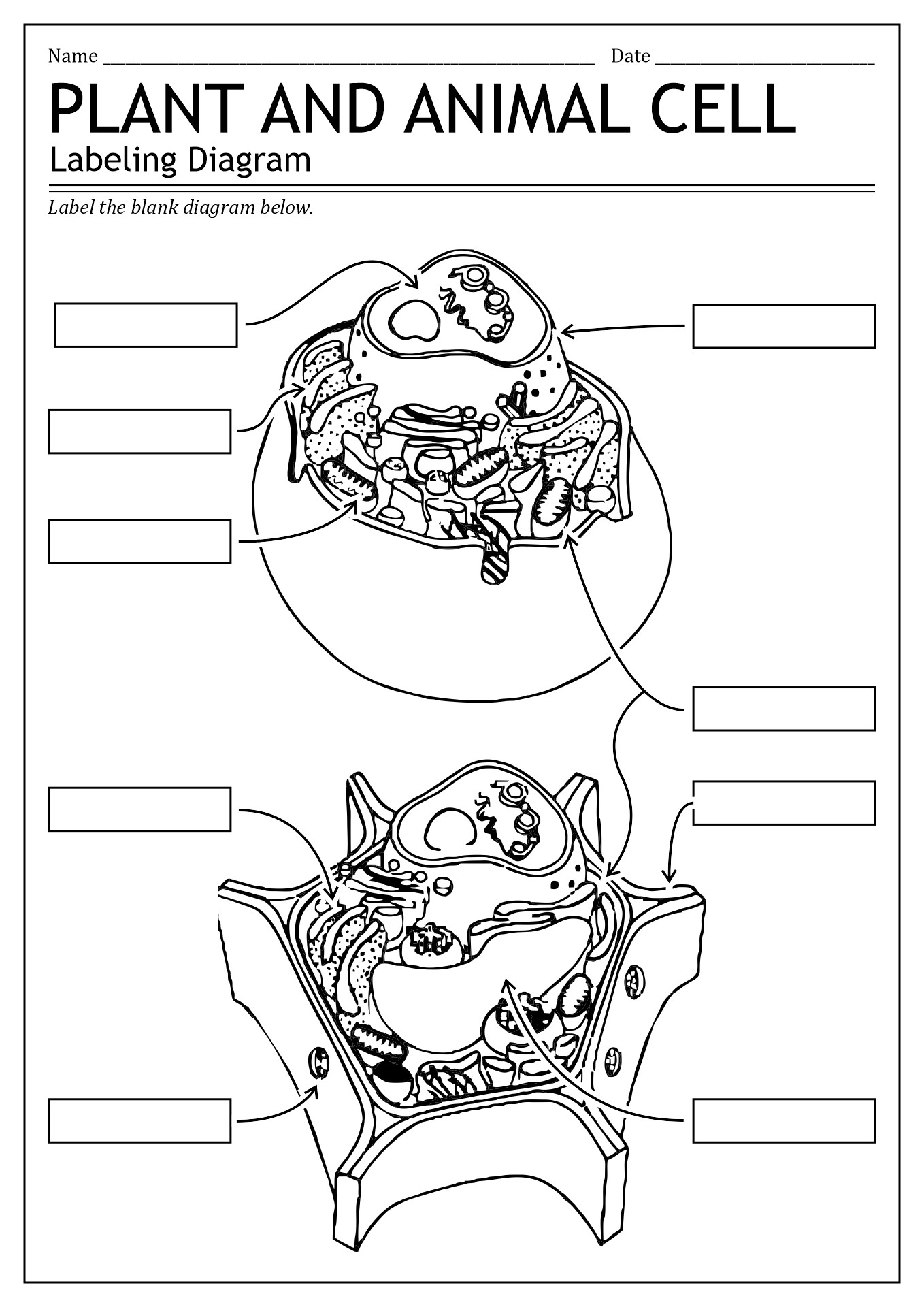 Animal Cell Diagram Worksheet - Printable Word Searches