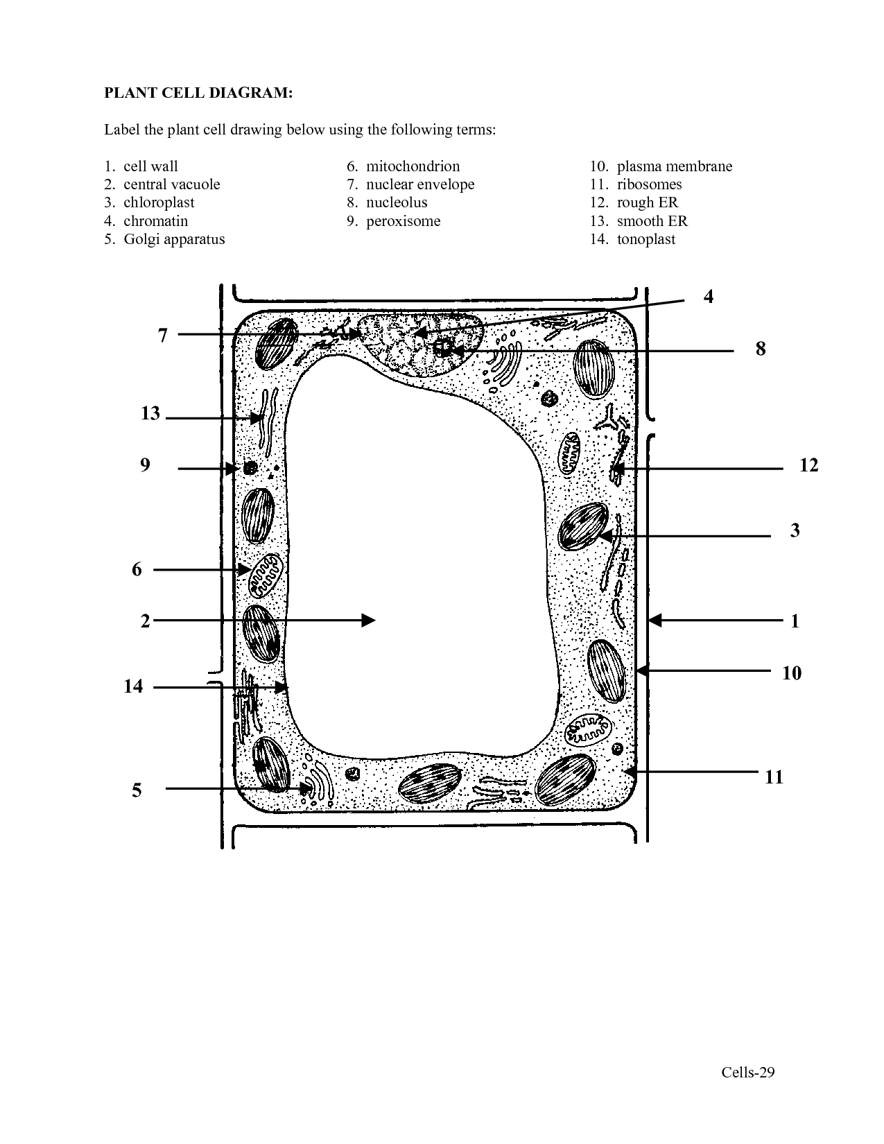 Plant Cell Diagram with Labels